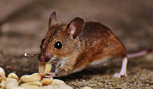 24 Hour & Emergency Exterminators in Albertson, NC
